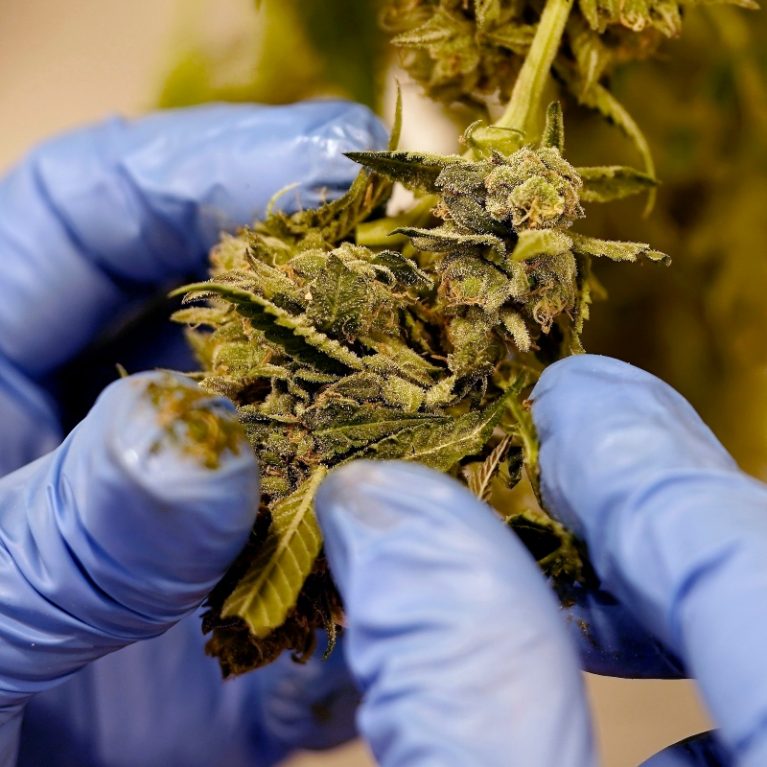 Κάνναβη: 3 απρόσμενες αλλαγές που φέρνει όσο μεγαλώνεις