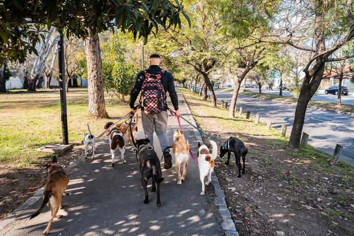 dog walking