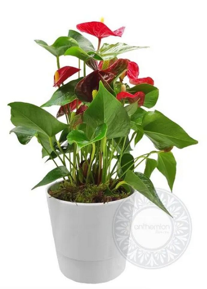 Ανθούριο μεσαίο σε λευκό κεραμικό