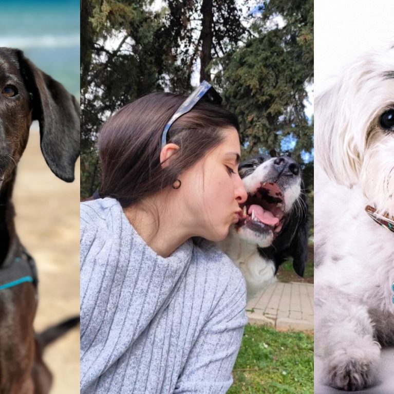 Πώς το αδέσποτο που έσωσα μου άλλαξε τη ζωή: 11 ιστορίες ανιδιοτελούς αγάπης